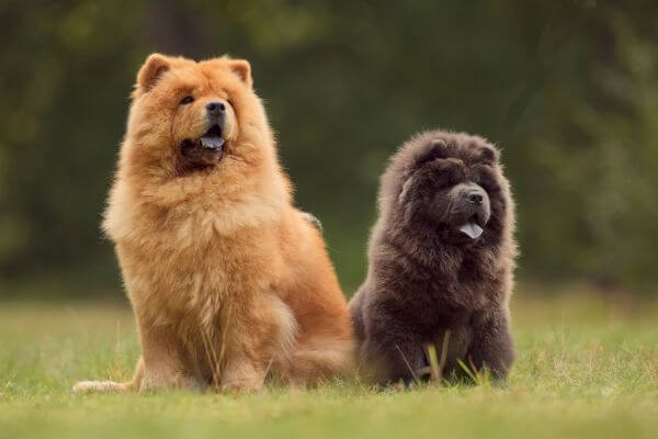 Cachorro Chow Chow: Tudo o que Você Precisa Saber