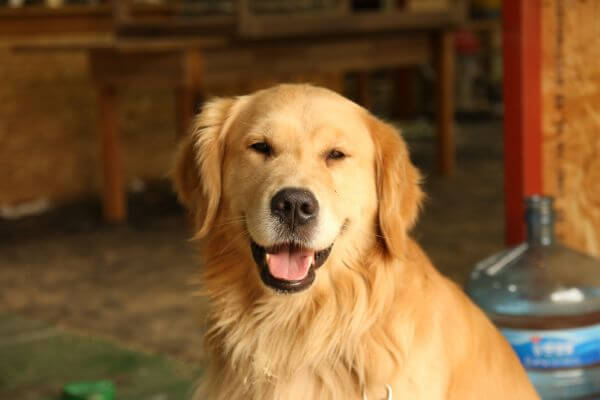 Cachorro Golden Retriever: Tudo o que Você Precisa Saber sobre a Raça