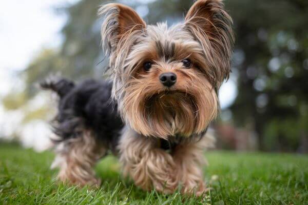 Cachorro Yorkshire: Dicas Essenciais para Cuidar do Seu Novo Melhor Amigo